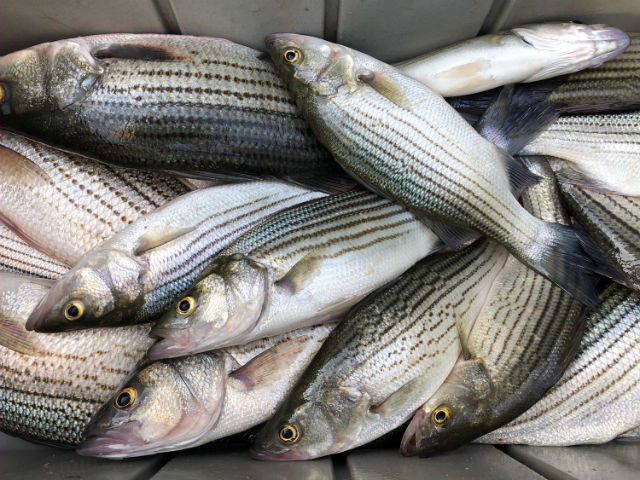  Lake Oconee Fishing Report 7 June 2019 - Lake Oconee 