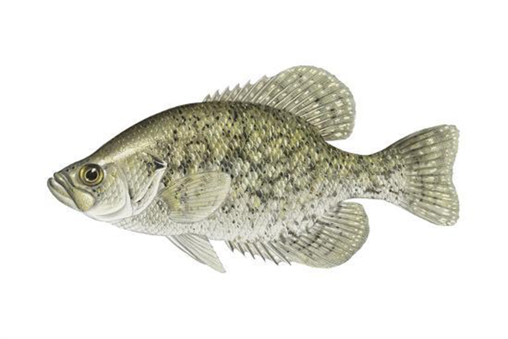 crappie